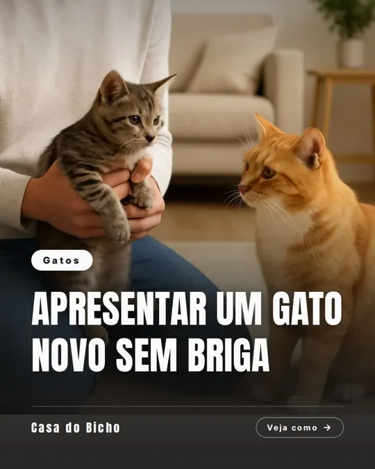 Slide 1 de 6